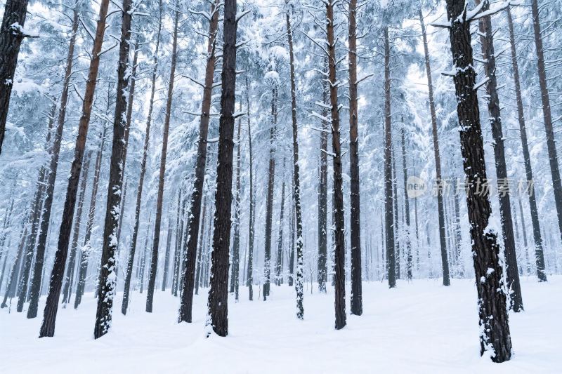 冬日雪林风景图