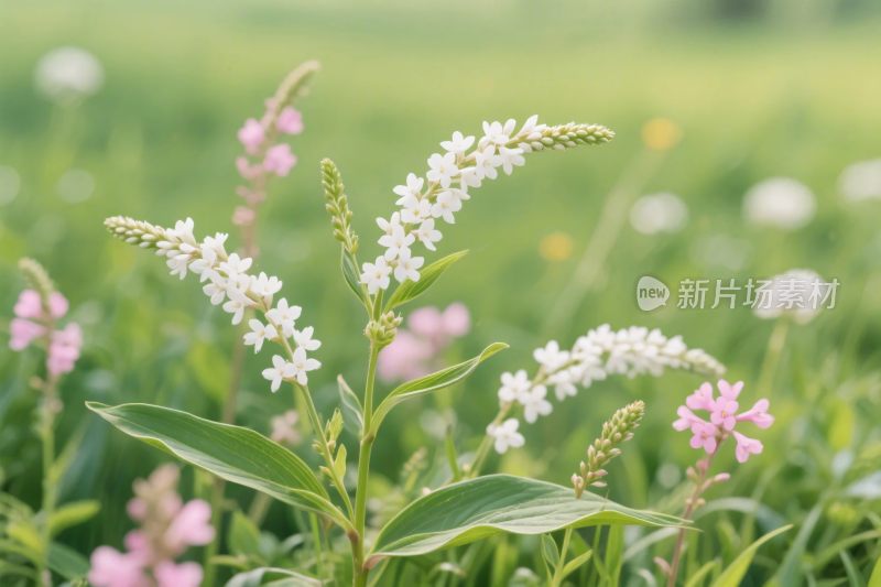 野花草地风景