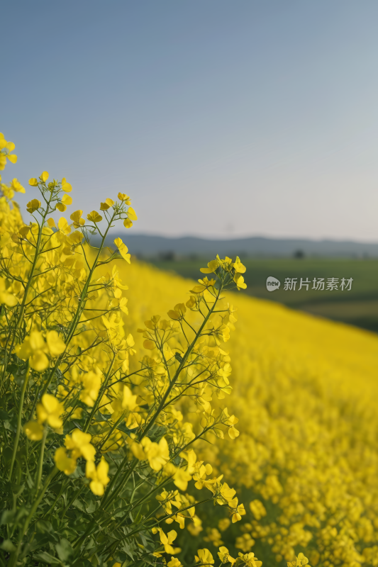 黄花田里的黄花蓝天高清图片