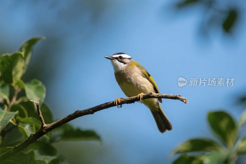 小鸟栖息树枝风光