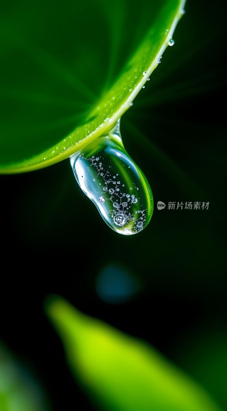 露珠滴落绿叶间