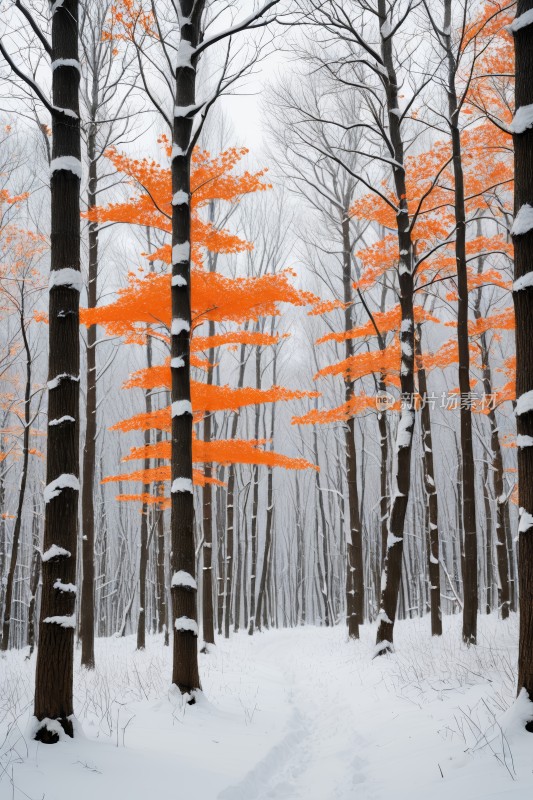 雪林中树叶橙色的树木上面有雪高清风景图片