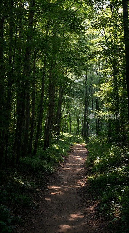 阳光斑驳的小径绿意盎然的森林小道