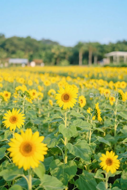 向日葵田园风景