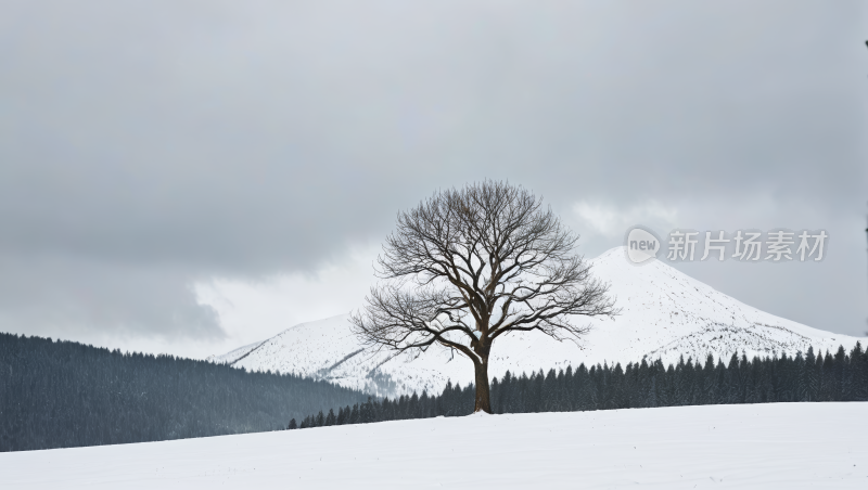 落基山脉雪地里的一棵孤树高清风景图片