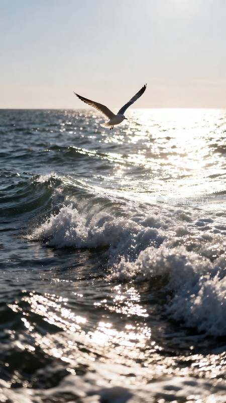 海鸥翱翔阳光下的海洋