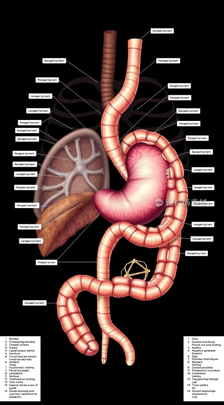 人体消化系统解剖图