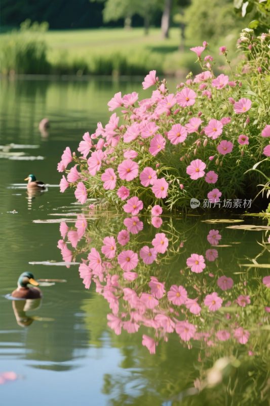 湖边花丛与水鸭景观