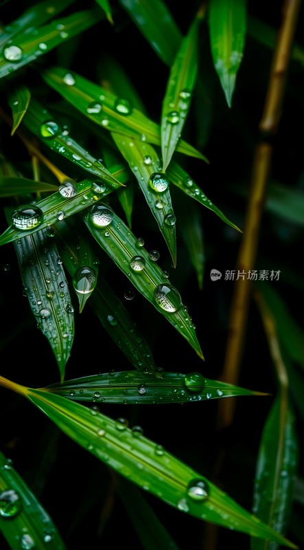 雨后竹叶上的露珠