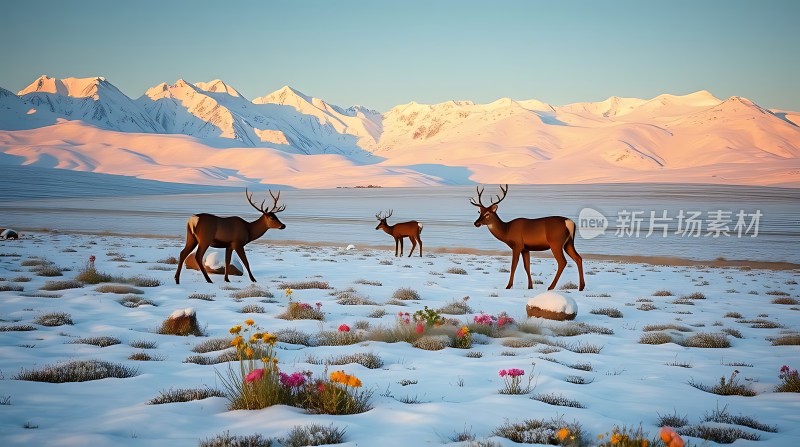 雪原鹿影晨光映照下的宁静美景
