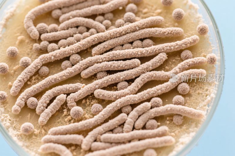 微生物培养显微图