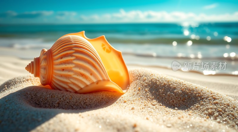 阳光下的贝壳与沙滩