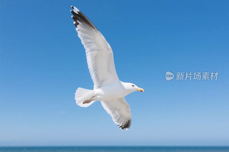 飞翔的海鸥与蓝天