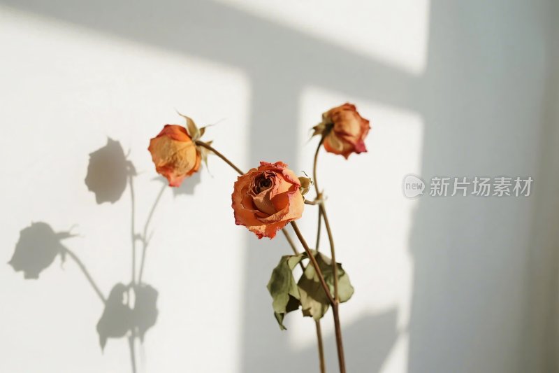 枯萎花朵光影