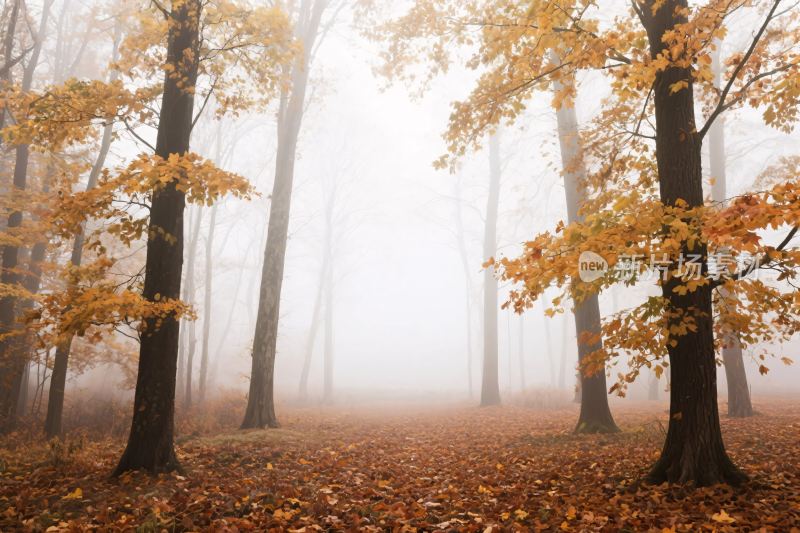 雾中秋日树林景象