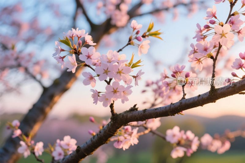 樱花枝头春景图