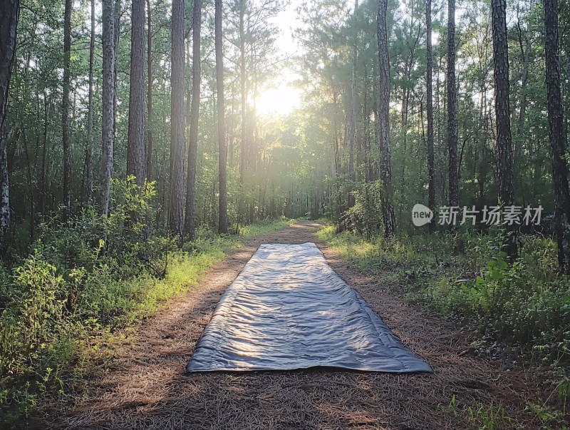 清晨的林间小路