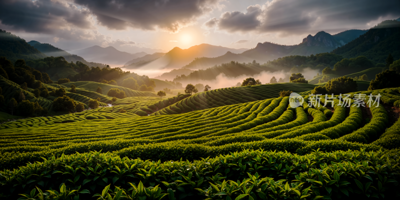 茶山日出风光 唯美风景 背景图