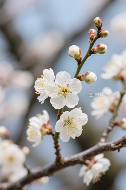 春日繁花绽放美景
