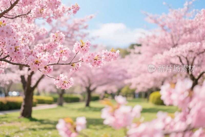 樱花美景春景