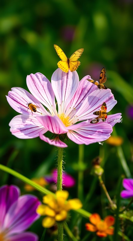 蝴蝶蜜蜂共舞花丛间