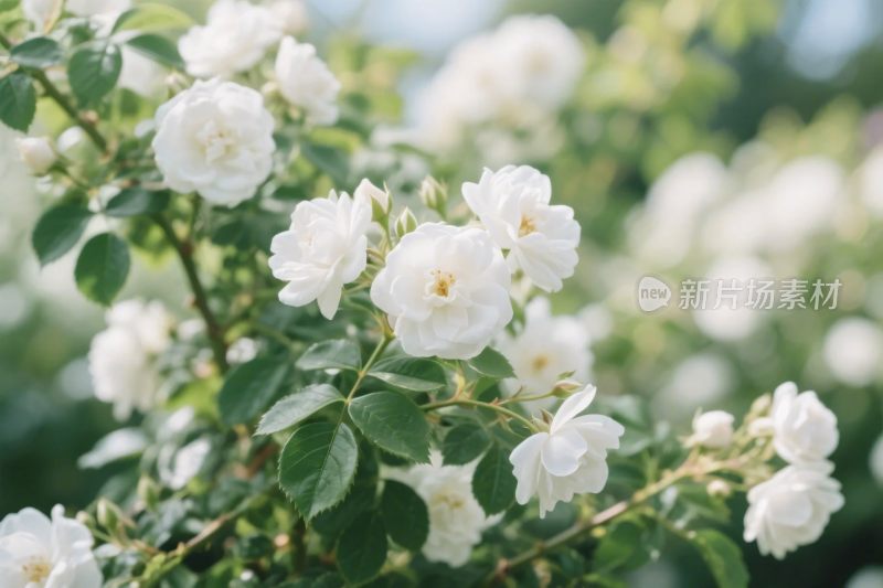 白色蔷薇花丛画面