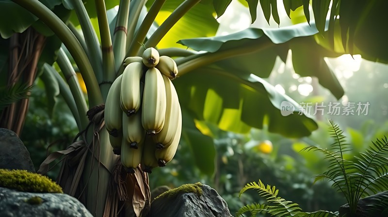 阳光下的香蕉树