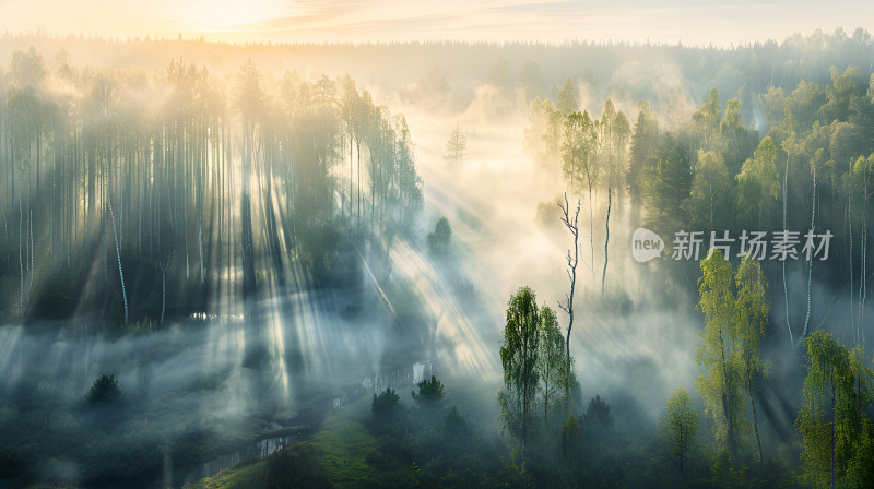 森林早晨阳光晨雾晨曦树林丁达尔效应美景