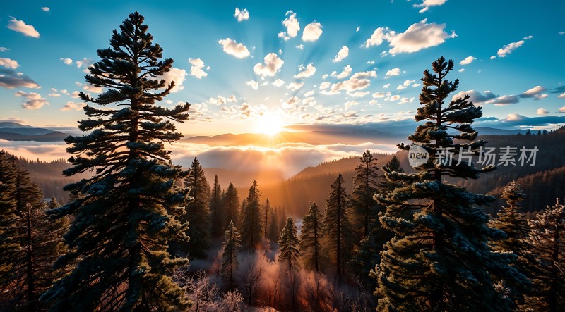 晨曦中的雪松林