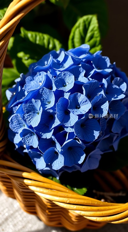 蓝紫色绣球花篮子里的清新之美