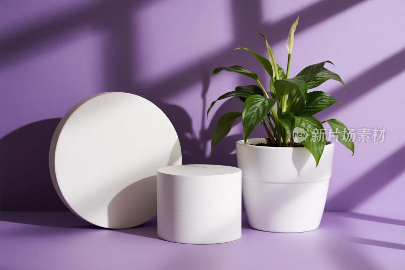 室内静物与植物摆件