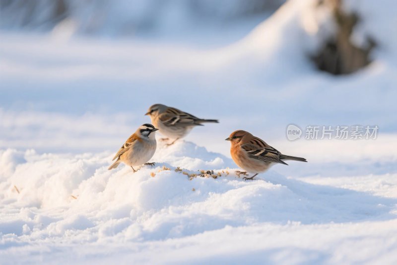 雪地中小鸟群