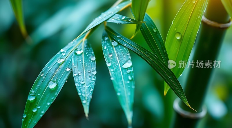 雨后竹叶上的露珠