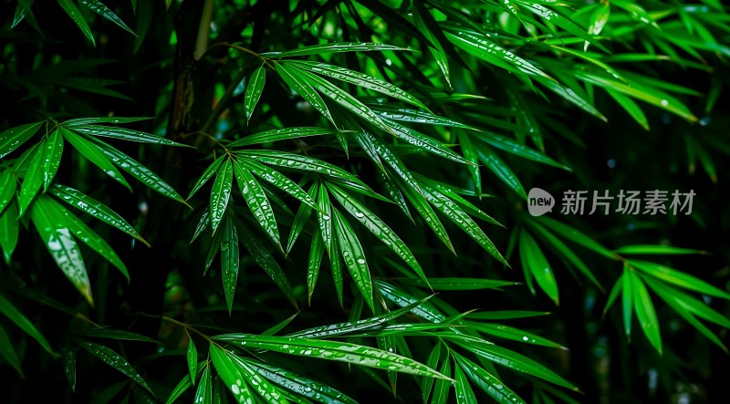 雨后竹叶上的露珠