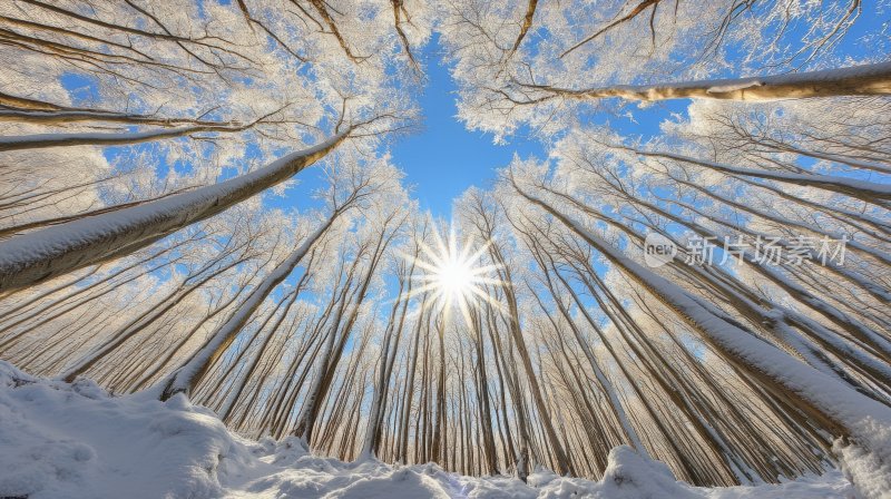 冬天树林冬季风景冬日雪景风光