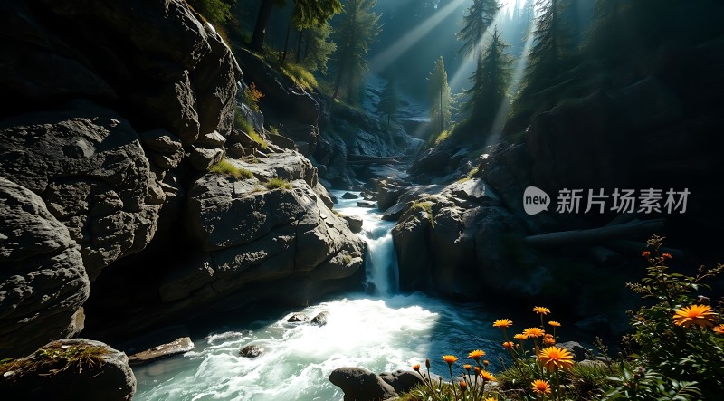 阳光下的森林溪流