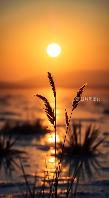 金色夕阳下的剪影草地