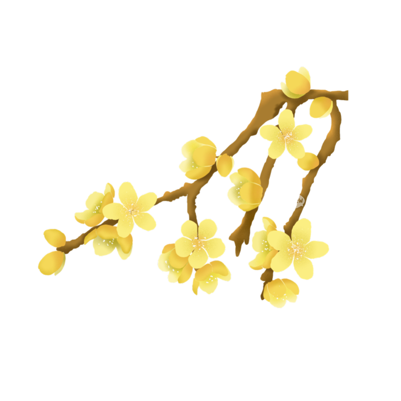 扁平风植物插画腊梅花