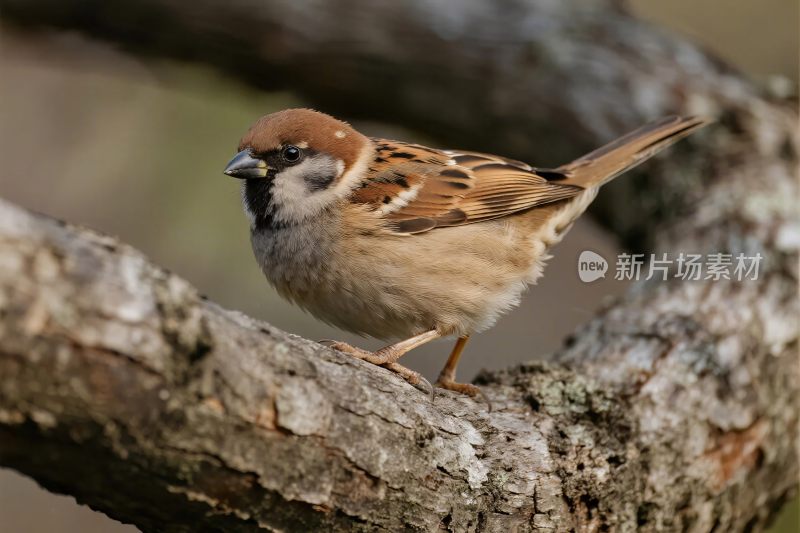 麻雀栖息在树枝