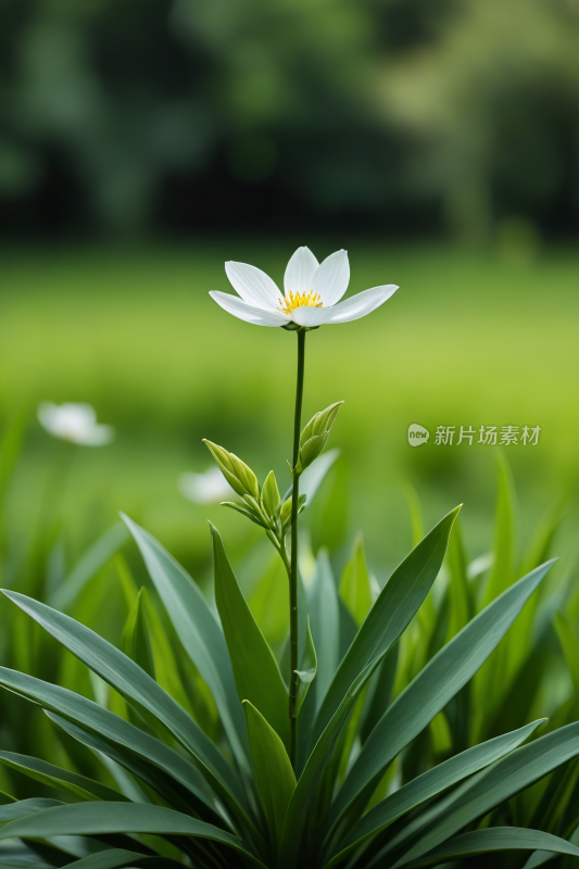 草丛中长着一朵白色的花高清风景图片