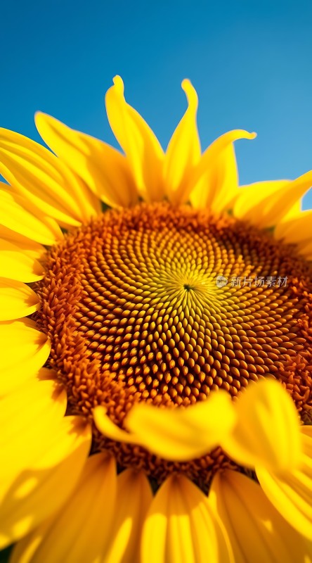 阳光下的向日葵绽放