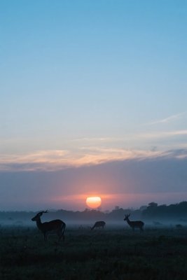 野生动物与日出景观 野生动物与日出景观