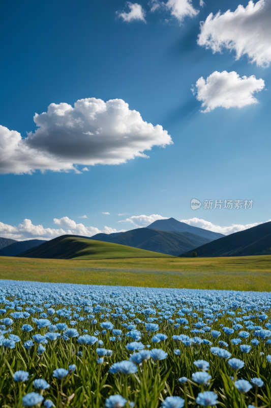 田野中央一片蓝色的花朵高清风景图片