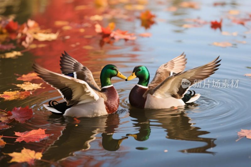 两只水鸭水面互动