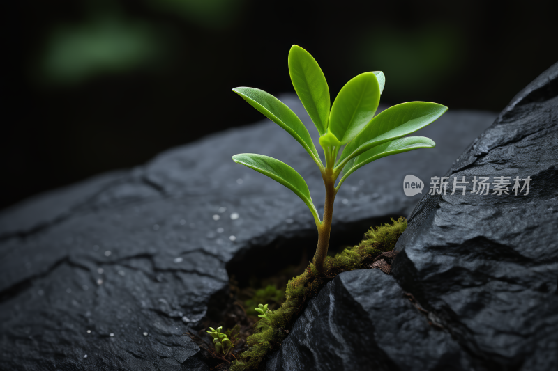 从岩石裂缝中长出的植物风光风景图片