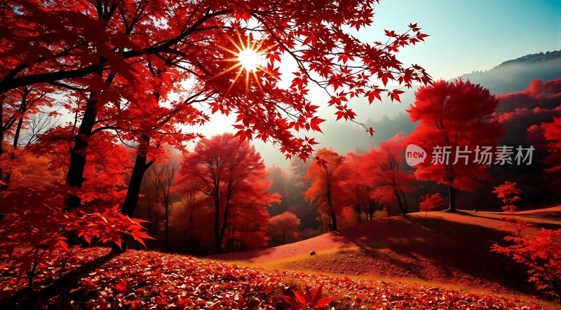 秋日红枫满山遍野