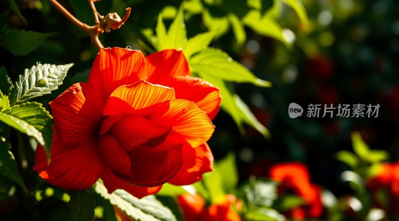 阳光下的红玫瑰绽放