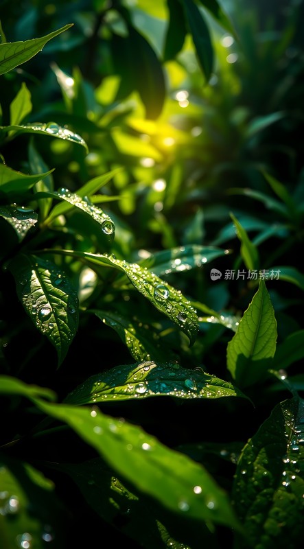 阳光下的绿叶上的露珠