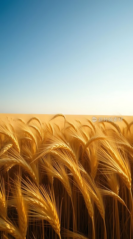 金色麦浪阳光下的丰收景象