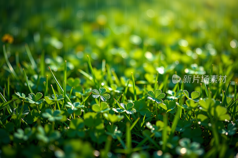 一片草地特写上面有水滴高清背景图片